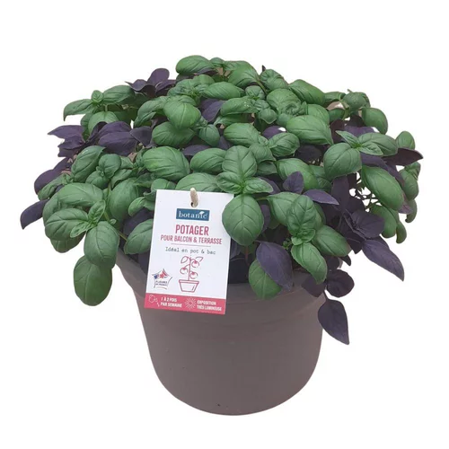 À découvrir pour l’extérieur：Basilic Duo Vert+Pourpre Bio. Le pot de 4,5 litres