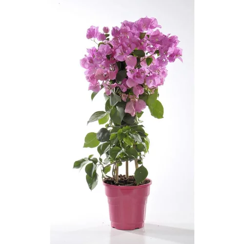 Sélection au jardin：Bougainvillée - Le pot de 6 litres