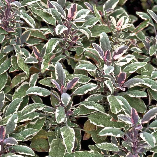 Loisirs jardin：Sauge Officinale Tricolore Bio. Le pot de 1 litre