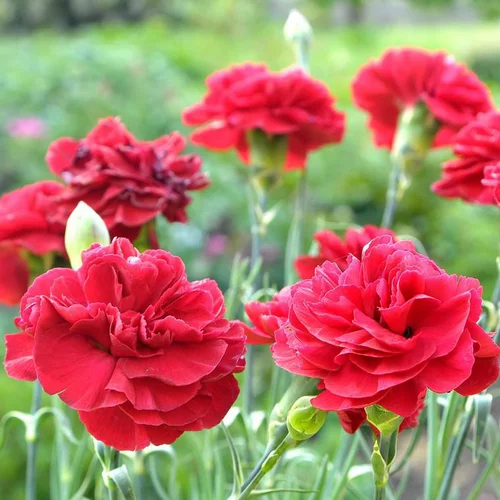 Plaisir au jardin:Œillet mignardise passion rouge en pot de 2 L