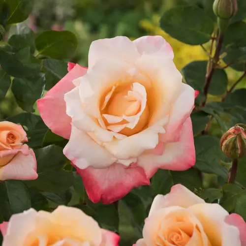 Jardin simple:Rosier Bertrand Amoussou®. Le pot de 5 litres
