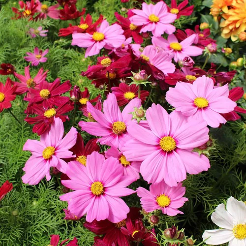 Plaisir dehors：Cosmos à fleurs multicolores - Le pot 3 litres