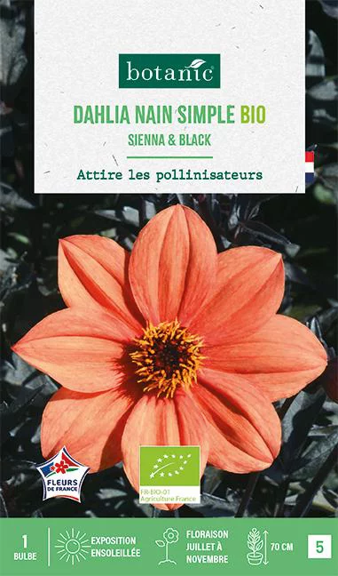 Un atout pour le jardin：Bulbe de fleurs Dahlia nain simple Sienna & Black bio botanic® - 1 bulbe