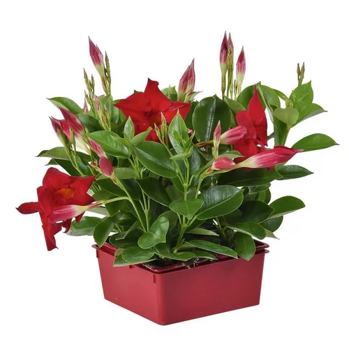 Équipement jardin：Dipladenia rouge - La barquette de 4 plants
