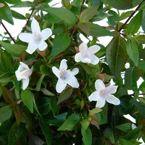 Le pratique au jardin：Abélia Grandiflora touffe. Le pot de 15 litres