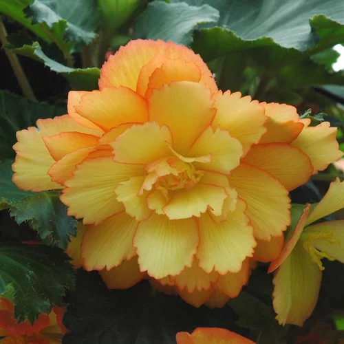 Malin au jardin:Bégonia Tubéreux à fleurs multicolores - Le pot Ø 10,5 cm