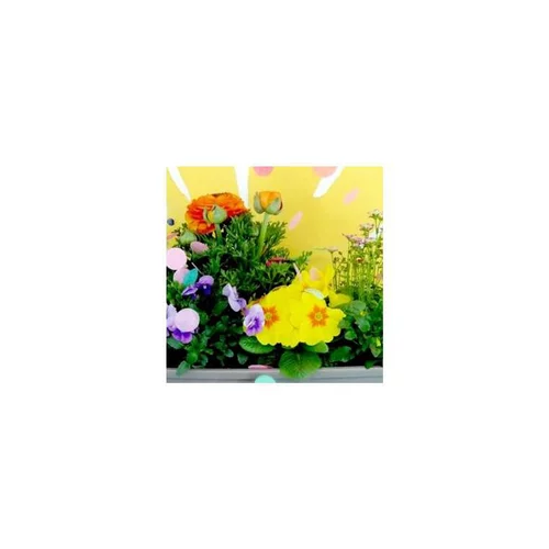 Pour valoriser votre jardin：Thème Printemps Petillant - Le pot de 12 cm