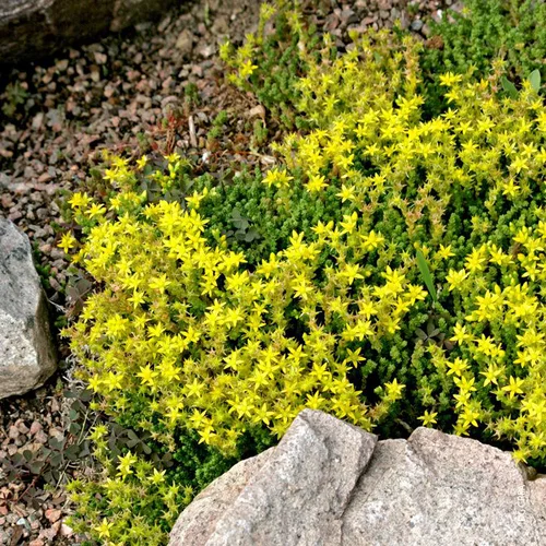 Pour un jardin plus agréable:Sedum Acre - Le pot de 1 litre