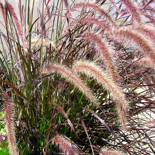 Esprit végétal：Pennisetum Rubrum - Le pot de 2 litres