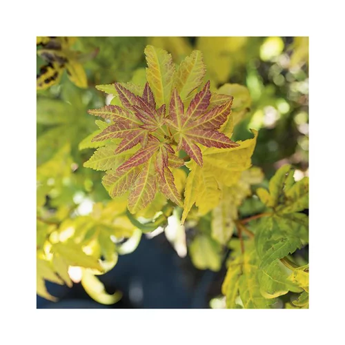Jardin actuel:Erable du Japon (ACER PALMATUM ORANGE DREAM ) Le pot de 30 litres