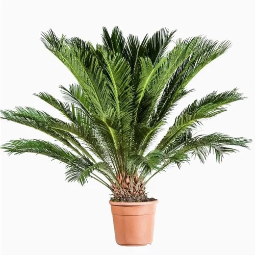 Bien utile au jardin：Cycas Revoluta. Le pot de 12 litres