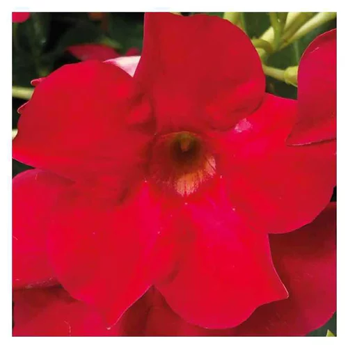 Pour tous jardins:Dipladenia Early Scarlet - Le pot de 9 x 9 cm