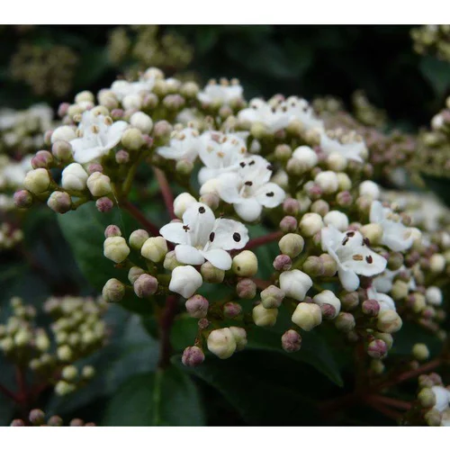 Esprit jardin：Laurier-tin (Viburnum Tinus). Le pot de 3 litres