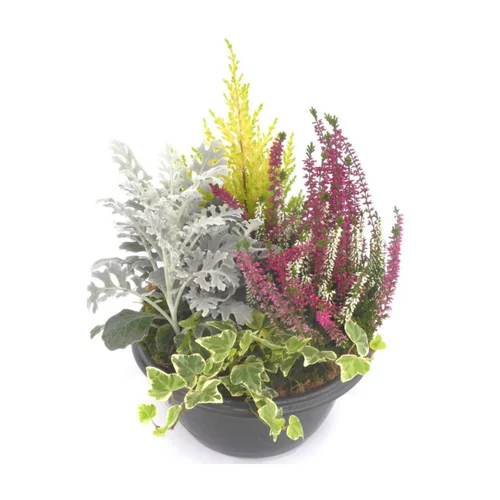 Une touche pratique au jardin：Composition d'extérieur mélange non gelif - La coupe de 24 cm