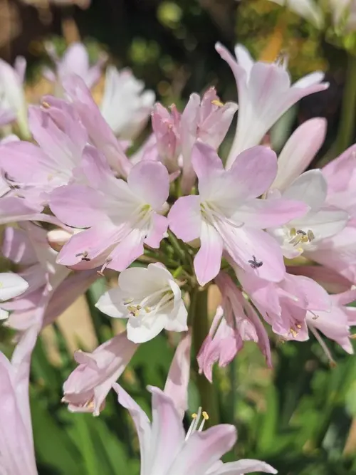 Un choix pratique pour l’extérieur:Agapanthe rose Blush Pink. Le pot de 3,5 litres