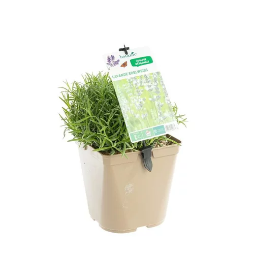 Équipement au jardin：Lavande Edelweiss à fleurs blanches. Le pot de 3 litres