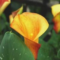 Le pratique au jardin：Arum blanc à grandes fleurs - Le pot de 45 cm