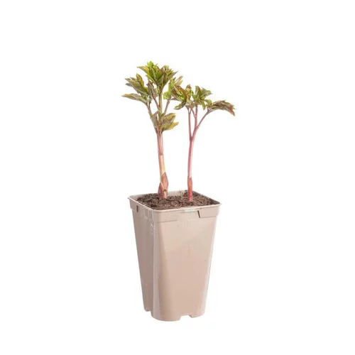 Pour équiper le jardin:Pivoine Karl Rosenfield - Le pot de 2 litres
