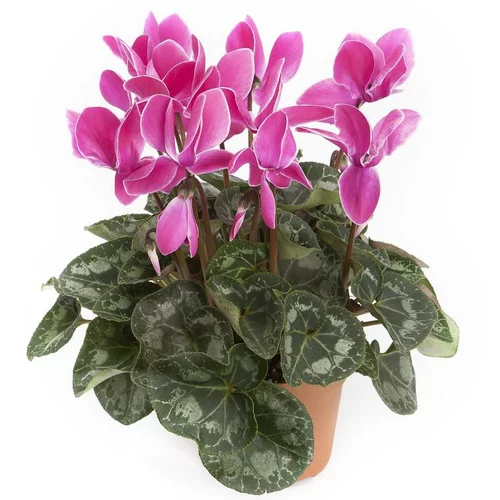 Facile pour le jardin：Cyclamen Grandes Fleurs - Le pot de 18 cm