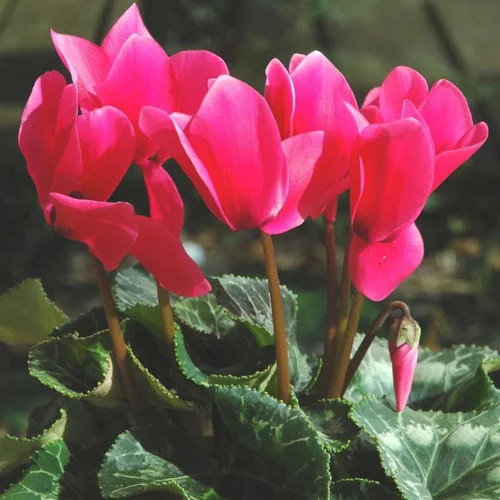 Esprit extérieur：Cyclamen à grandes fleurs. Le pot déco de 1 litre