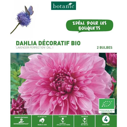 Jardin en douceur：Dahlia décoratif Lavender Perfection bio rose jaune botanic® - 2 bulbes