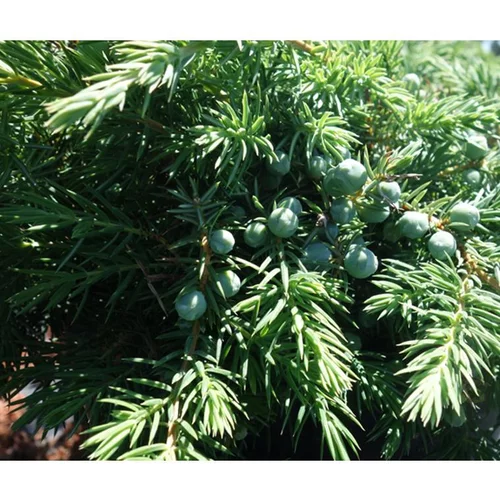 Solution utile：Genévrier Juniperus Conferta Slager. Le pot de 2 litres