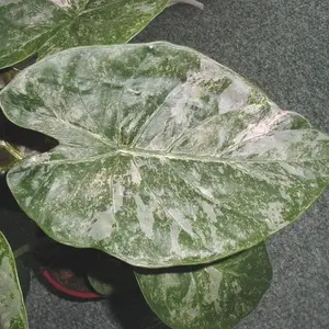 Nature pratique：Alocasia mix. Le pot de Ø 17 x H 60 cm