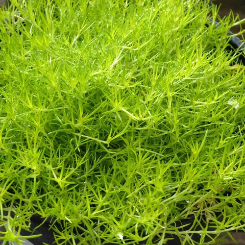 Pratique pour l’extérieur：Sagina Subulata Lime Moss - Le pot de 4 litres