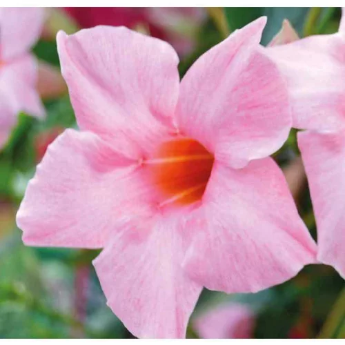 Côté jardin:Dipladénia Sanderi Rose - Le pot de 9 x 9 cm