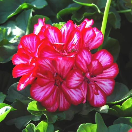 Qualité pour le jardin：Géranium Lierre à fleurs doubles multicolores. La barquette de 6 plants