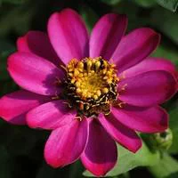 Vie au jardin:Zinnia à petites fleurs - Le pot de 1 litre