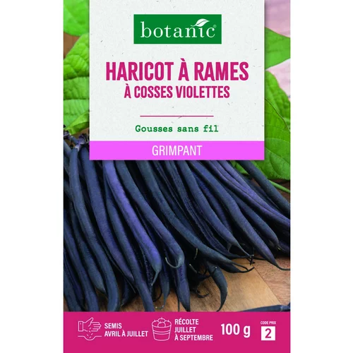 Sélection maison：Graines d'haricot à rames à cosses violettes botanic® - graines à semer 100 g