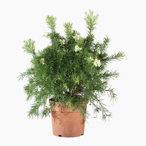 Pour transformer vos extérieurs:Grevillea Gracilis Alba blanc. Le pot de 7 litres