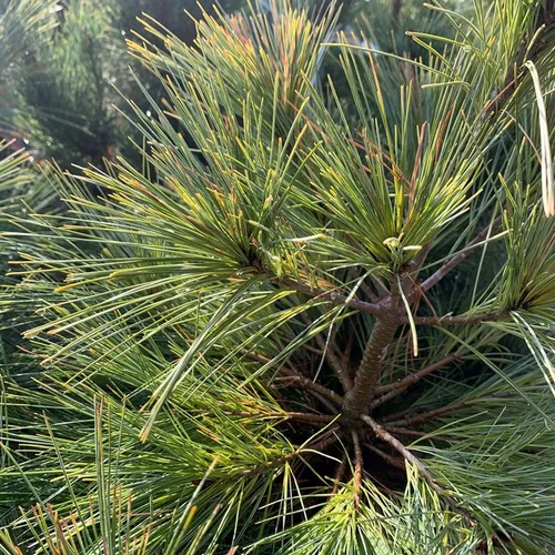 Bien pratique à l’extérieur：Pin de Weymouth nain (Pinus Strobus Radiata) 40/50. Le pot de 5 litres