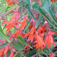 Qualité jardin：Bégonia Bonfire - Le pot de 2,5 litres