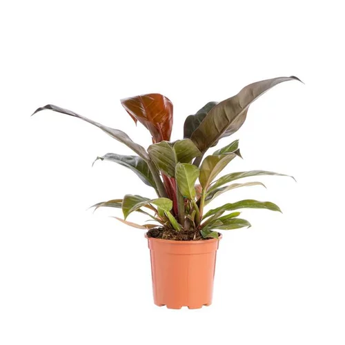 Idée extérieur：Philodendron Imperial Red pot Ø17xH8 cm