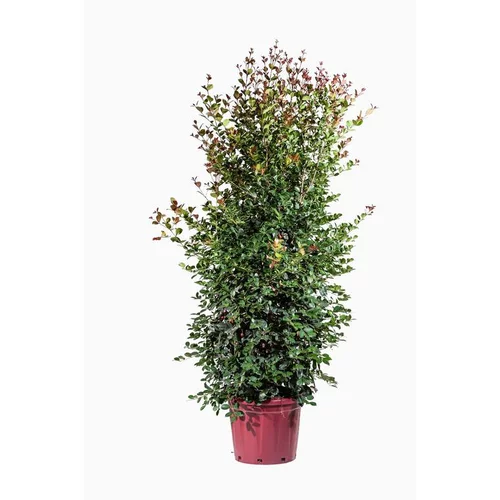 Espace vert utile:Eugenia Etna Fire (Cerisier de Cayenne) en pot de 30 L Rouge