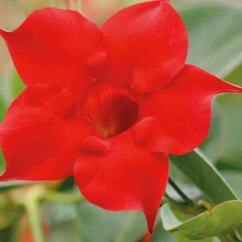 Jardin solution:Dipladenia bella red compact - Le pot de 9 x 9 cm