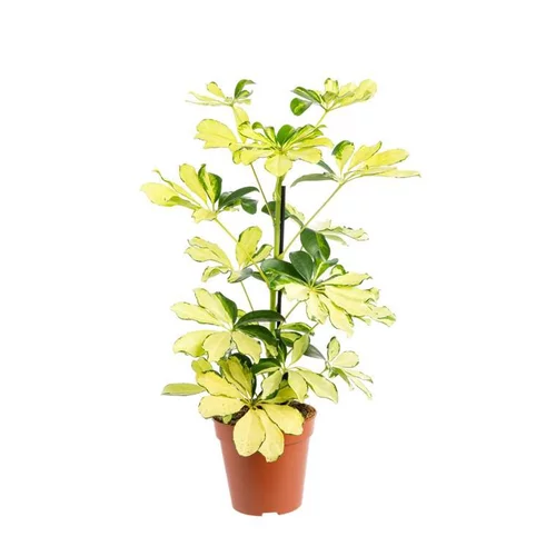 Vie dehors:Schefflera Melanie pot Ø13xH45 cm