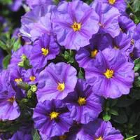 Choix extérieur：Solanum Rantonnetii - Le pot de 12 litres