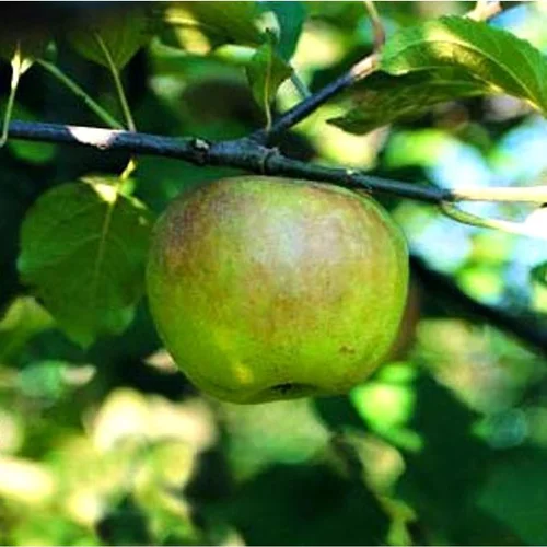 Jardin déco:Pommier Reinette Blanche Du Canada. Le pot de 15 litres forme 1/2 tige