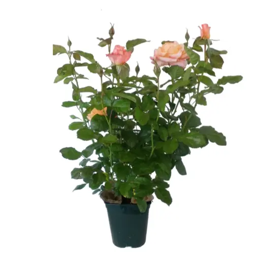 Style nature：Rosier rose Pick N Go®. Le pot de 5 litres