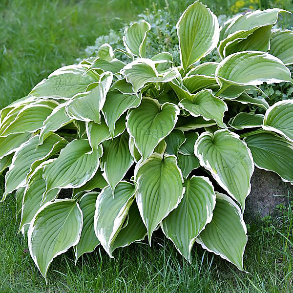 6 x Hosta 'Francee' – godet 9cm x 9cm