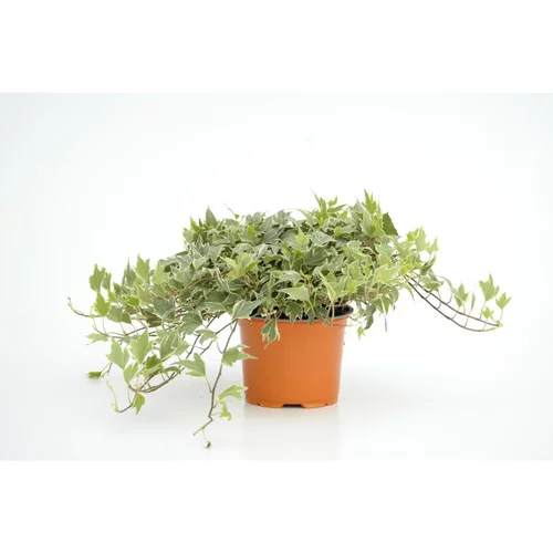 Pour tous vos projets extérieurs:Lierre Whitre Ripple - Le pot diam 12 cm