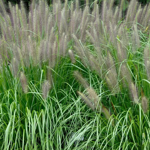 Idée au jardin:Pennisetum Alopecuroides Red Head - Le pot de 3 litres