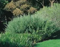 Pour plus de praticité à l’extérieur:Westringia Fructicosa ou Romarin d’Australie bleu en pot de 30 L