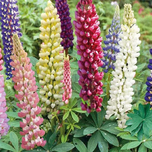 Un atout pour vos extérieurs:Lupin - Le pot de 9 x 9 cm