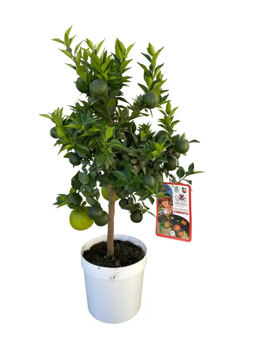 Équipement extérieur：Chinotto coloris orange - 5 L