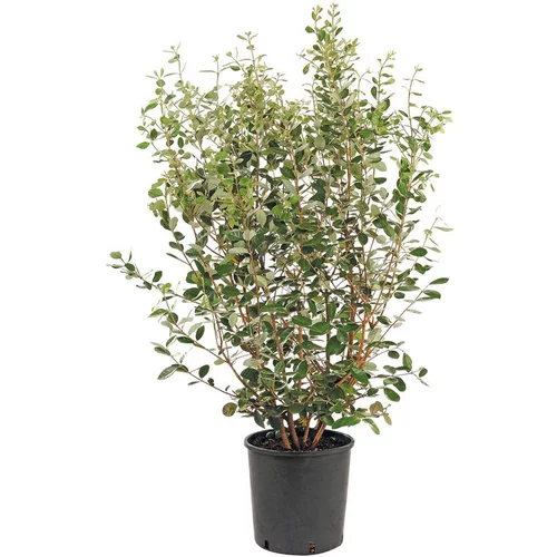 Déco pour le jardin:Goyavier Feijoa Sellowiana en pot de 30 L