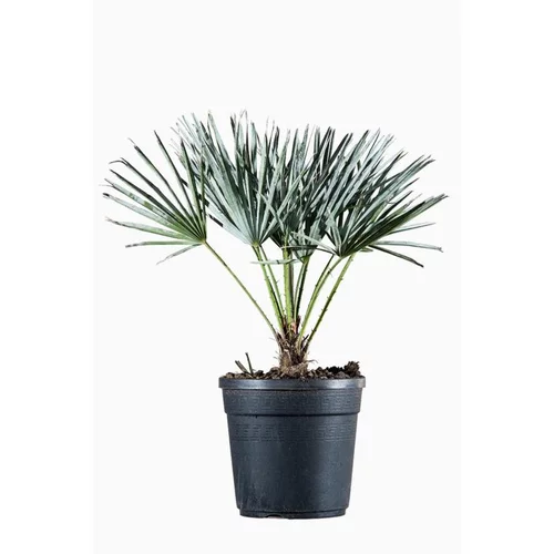 Jardin à adopter：Palmier nain (Chamaerops Cerifera). Le pot de 3 litres